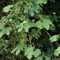 Trichosanthes cucumerina L.